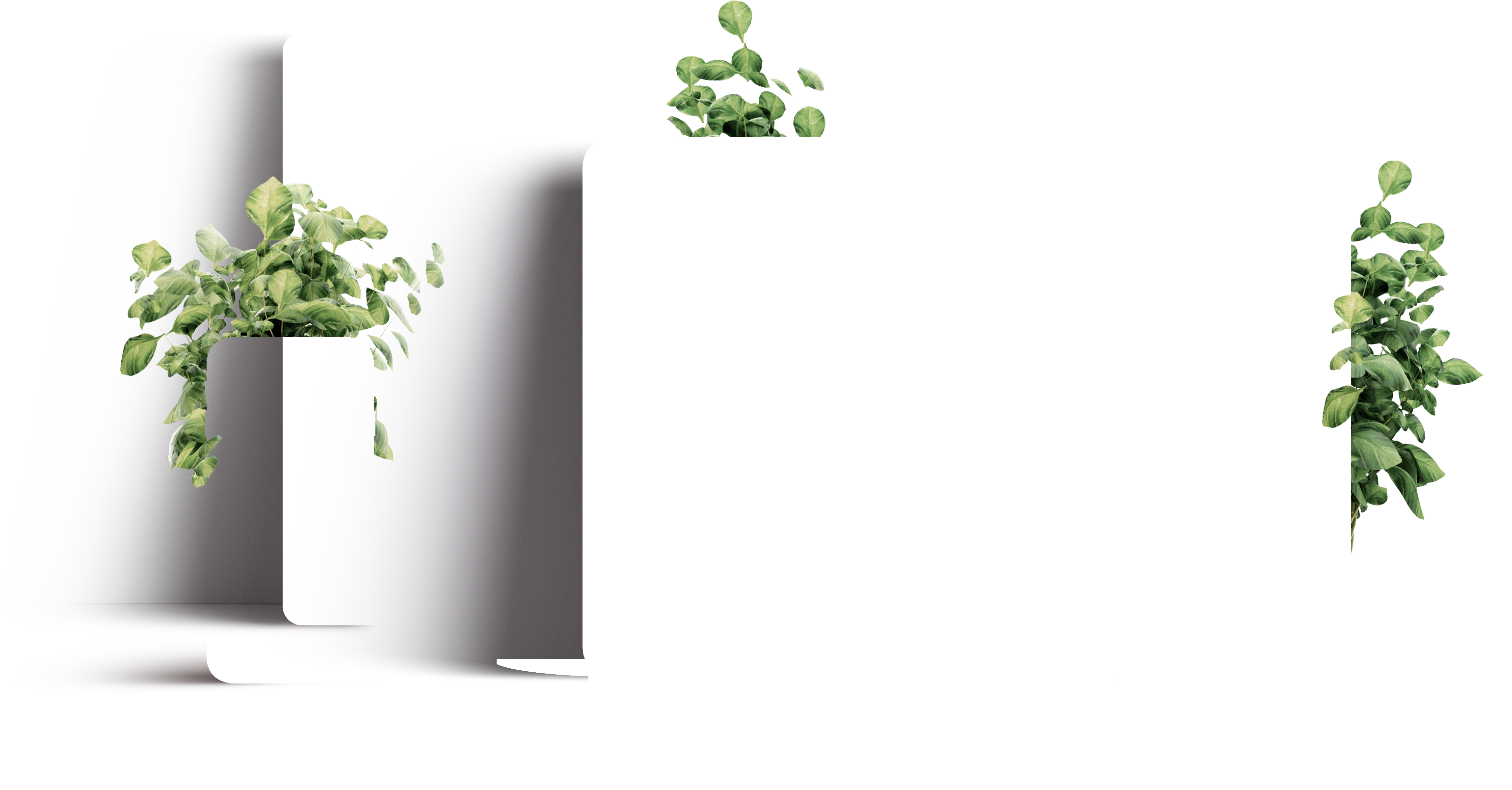 Green leaves and device shadows